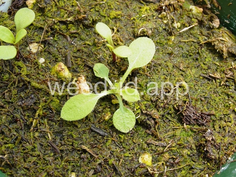 marshelder, annual